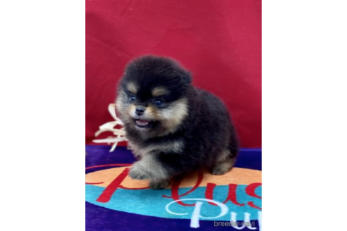 成約済の茨城県のポメラニアン-148886の4枚目